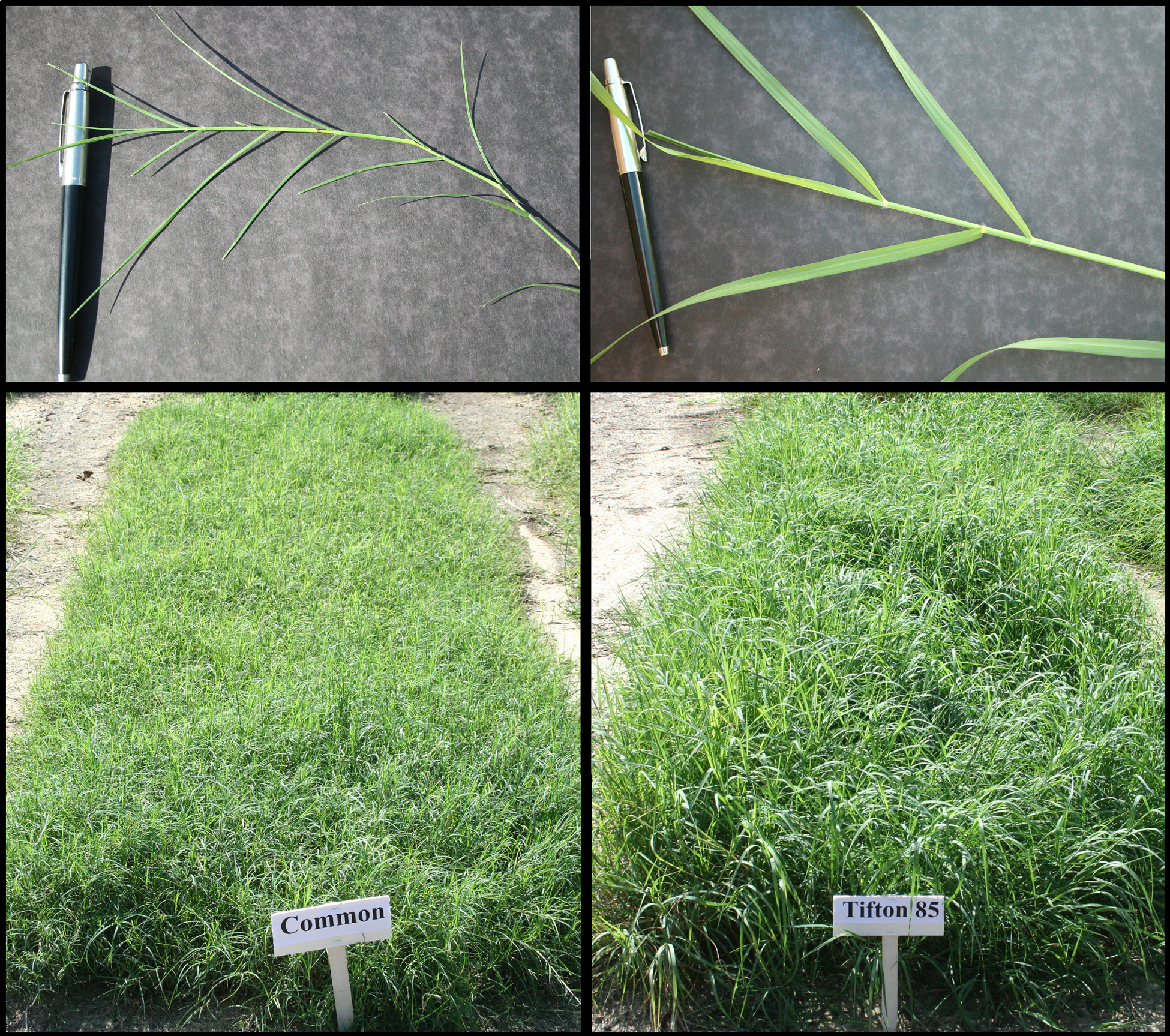 Figure 7. Common bermudagrass (left) produces lower yields and quality than Tifton-85 (right), an improved hybrid bermudagrass.